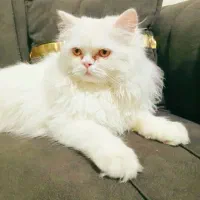 گربه پرشین|گربه|خمینی‌شهر, |دیوار