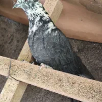 تعدادی تهرانی معاوضه با شهرستانی|پرنده|شریف‌آباد, |دیوار