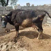 فروش یک راس گاو هلشتاین داشتی باگوساله ماده سمیتال