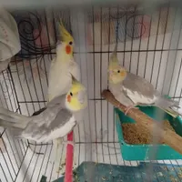 جفت عروس با یک عدد جوجه دون خور