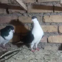 فروشی یه جفت