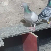 تعدادی پلاکی وکله ای|پرنده|گتوند, |دیوار