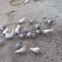 کبوتر کاغذی|پرنده|چادگان, |دیوار