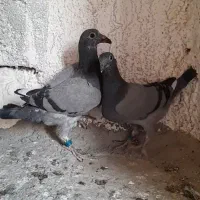 پلاکی ، مسافتی با جوجه