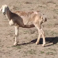 2میش استاق     و     2بزغاله یک نر یک ماده