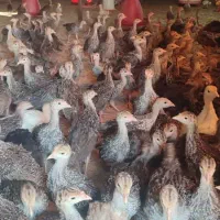 جوجه بوقلمون دوماهه|حیوانات مزرعه|میمند, |دیوار