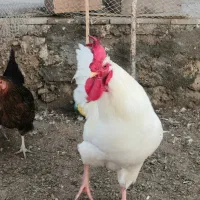 خروس|حیوانات مزرعه|درگهان, |دیوار