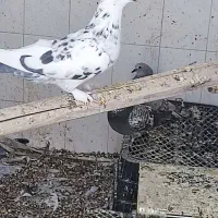 کفتر ماده پرشی