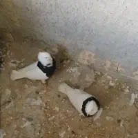 دم سفید پلاکی