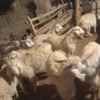 کهره،بره                               شهرک توحید