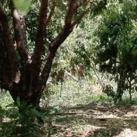 سه جریب عمان