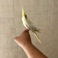 عروس هنلدی دستی|پرنده|کرج, اسدآباد|دیوار