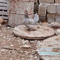 مرغ و خروس پاکر(پاکوتاه)فقط تخم نطفه دار موجود هست|حیوانات مزرعه|چغادک, |دیوار