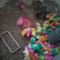 جوجه رنگی