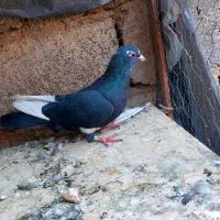 کفتر|پرنده|زرند, |دیوار