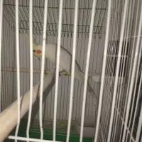 عروس هلندی 4 عدد