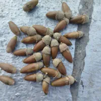 بلوط تزیینی و خوراکی