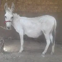 الاغ درشت ماده آبستن سنگین ۲۰ روز دیگه زایمان
