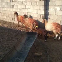 ۴ راس کاور ۳ راس بز.بره.بز.میش.گوسفند