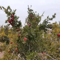 باغ-اناری-1000-متری-کنار-هسا