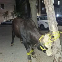 سلاخ و قصاب رایگان