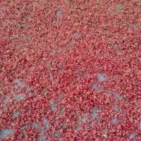 ناردونه|خوردنی و آشامیدنی|شیراز, قلعه نو|دیوار