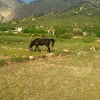 نریان|اسب و تجهیزات اسب‌سواری|یاسوج, |دیوار