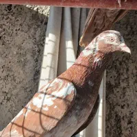 کفتر انگلیسی