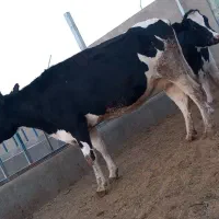 گاوشیری وتلیسه ابستن|حیوانات مزرعه|باشتین, |دیوار