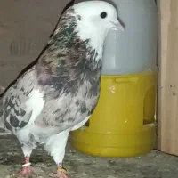 کبوترنر|پرنده|بانه, |دیوار