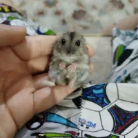 همستر با قفس و آب خوری