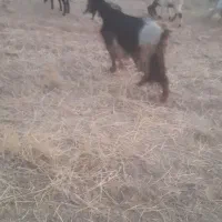 بز  حامله دو ماهه