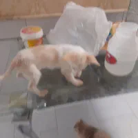 سگ اشپیتز|سگ|کاشان, ولیعصر|دیوار