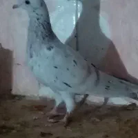 نر ماده‌ هفت رنگ خطی