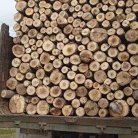 خرید درخت صنوبر و بید و چوب خشک