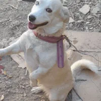 سگ ژرمن هاسکی|سگ|بهمن صغاد, |دیوار