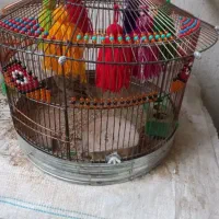 سهره قناری پرنده ،