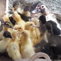 جوجه غاز و جوجه اردک اسرائیلی از زیرِ پر مادر