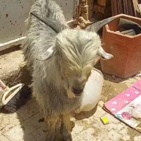 کهره دست آموز ، کاملا ساسی ، آروم