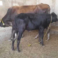 گاو شیری و آبستن ۲ عدد با گوساله ۲عدد