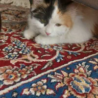 گربه پرشین کالیکو