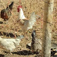 مرغ محلی سالم خوب با بهترین قیمت|حیوانات مزرعه|پاتاوه, |دیوار