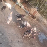 ۱۰عدد بوقلمون|حیوانات مزرعه|بازرگان, |دیوار