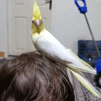 یک جفت عروس هلندی مولد|پرنده|اراک, |دیوار