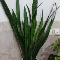 گل طبیعی|گل و گیاه طبیعی|سردشت, |دیوار
