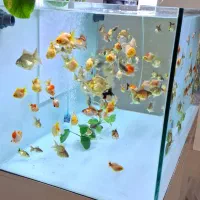 ماهی گلدفیش