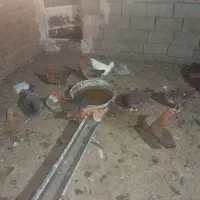 ۲۰ عدد مرغ به فروش می‌رسد