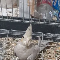 عروس هلندی|پرنده|تهران, هوانیروز|دیوار