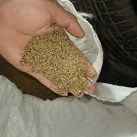 تخم یونجه تازه