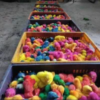 جوجه رنگی عمده|حیوانات مزرعه|مشهد, شهید احمدی روشن|دیوار